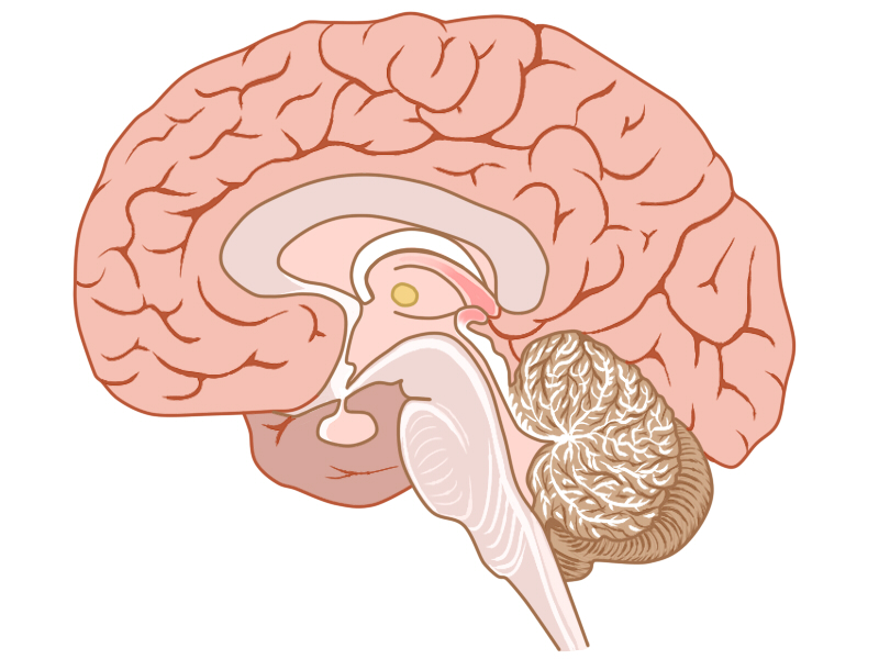 脳機能のどこを狙っているのか？