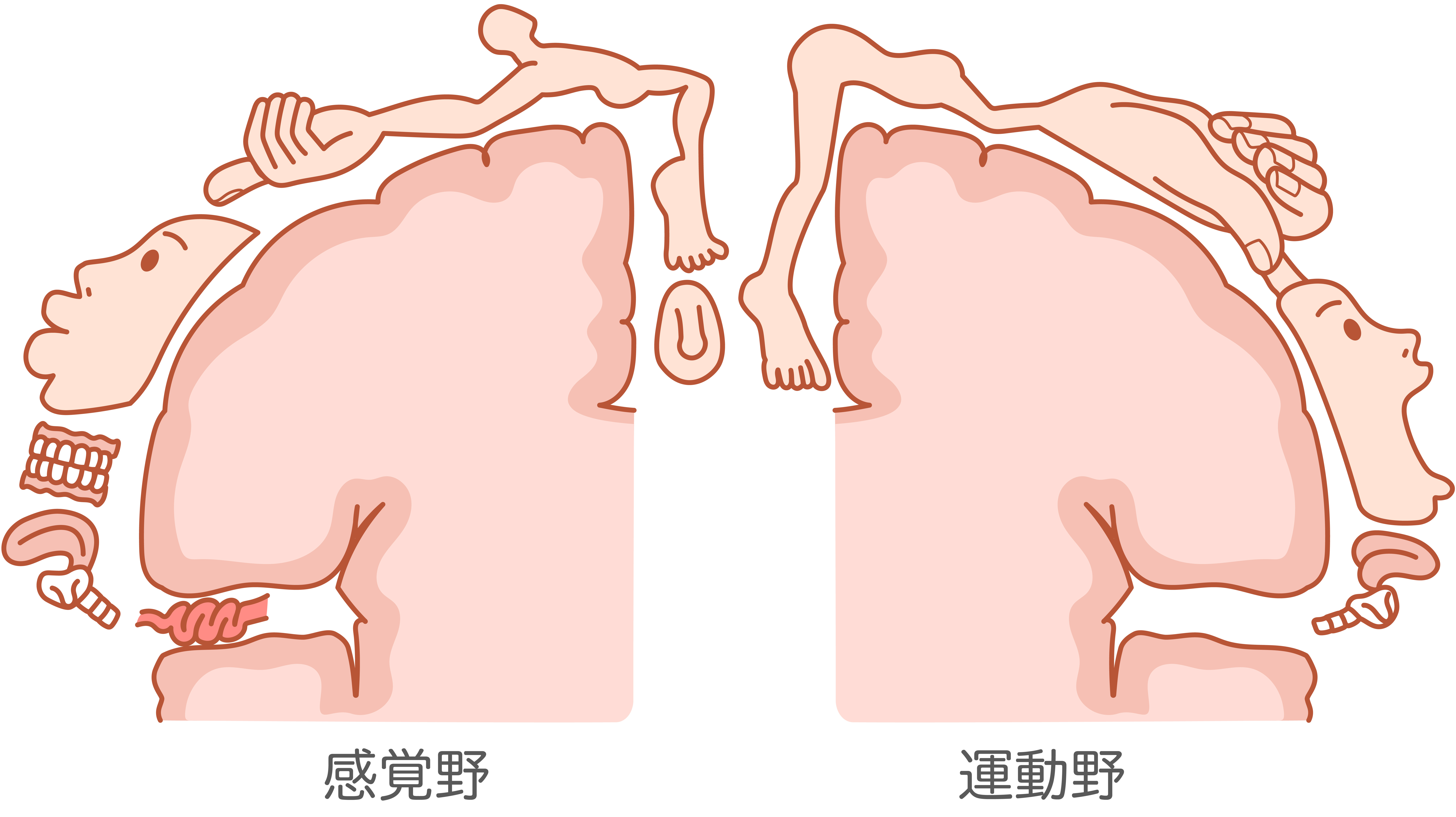 体性感覚と痛み 〜「自分のカラダ」を感じる仕組み〜