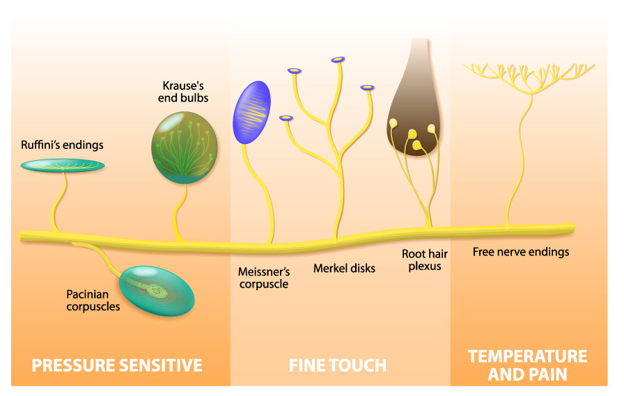 筋膜とプロプリオセプション（固有感覚）